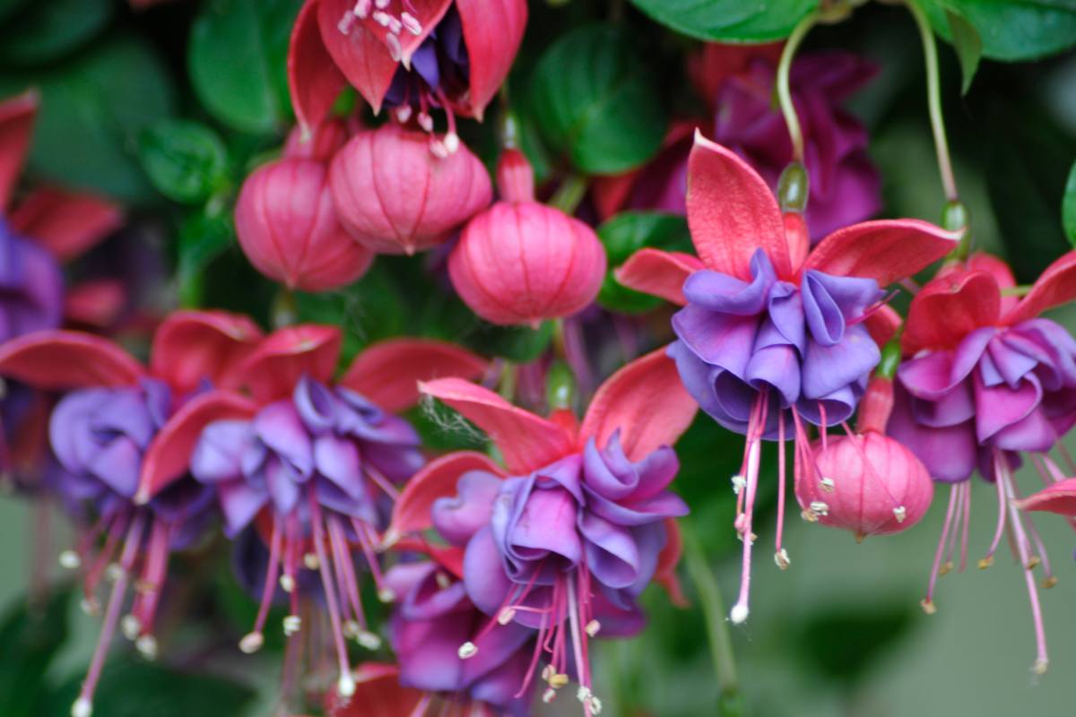 La Fucsia guida alla coltivazione!