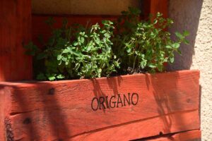 origano in vaso sul balcone