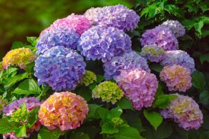 ortensie hanno le foglie gialle