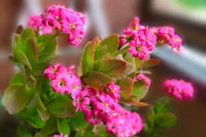 Kalanchoe, pianta da interni