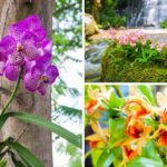 orchidee da esterno