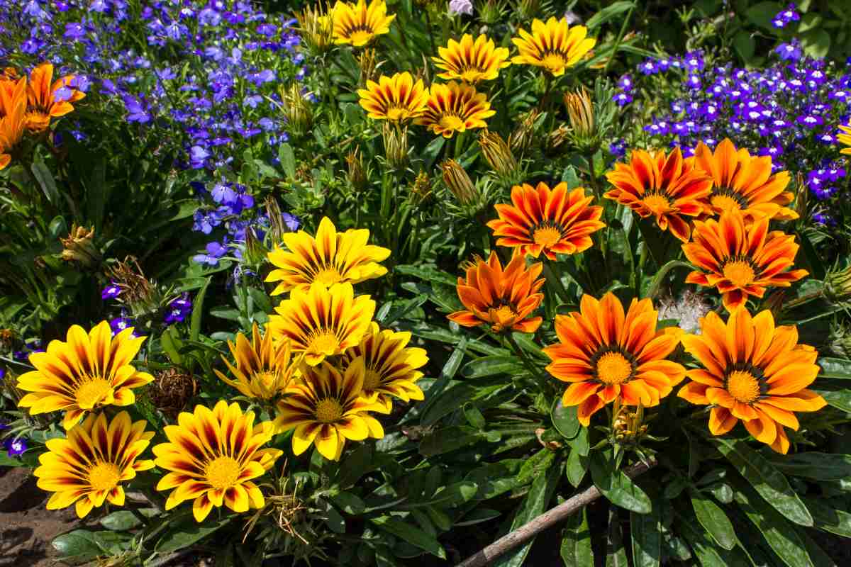 Gazania