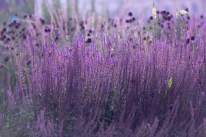 Perovskia o Salvia russa