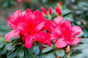 Azalea cura casa e giardino.