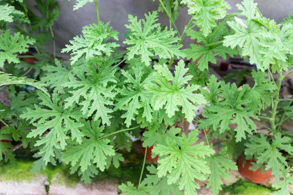 citronella