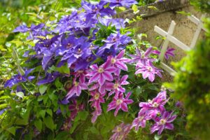 Clematis coltivazione giardino