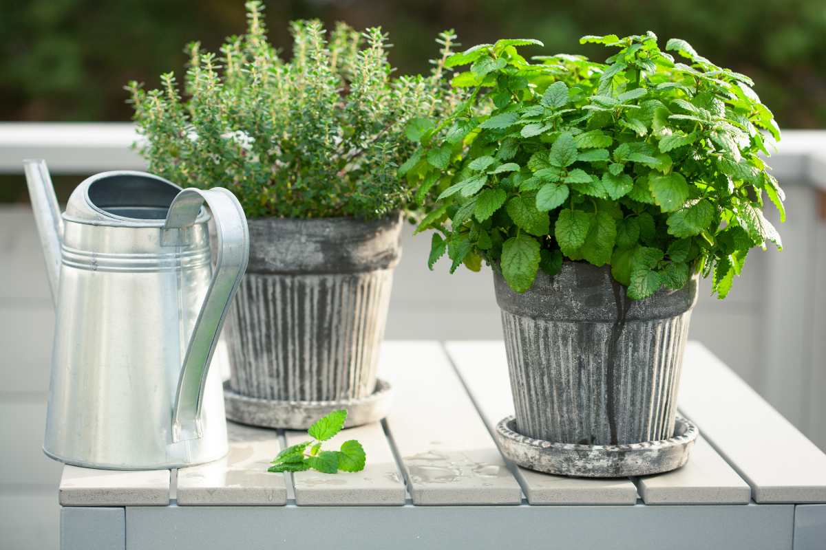 erbe aromatiche sul balcone