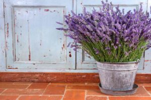 piantine di lavanda