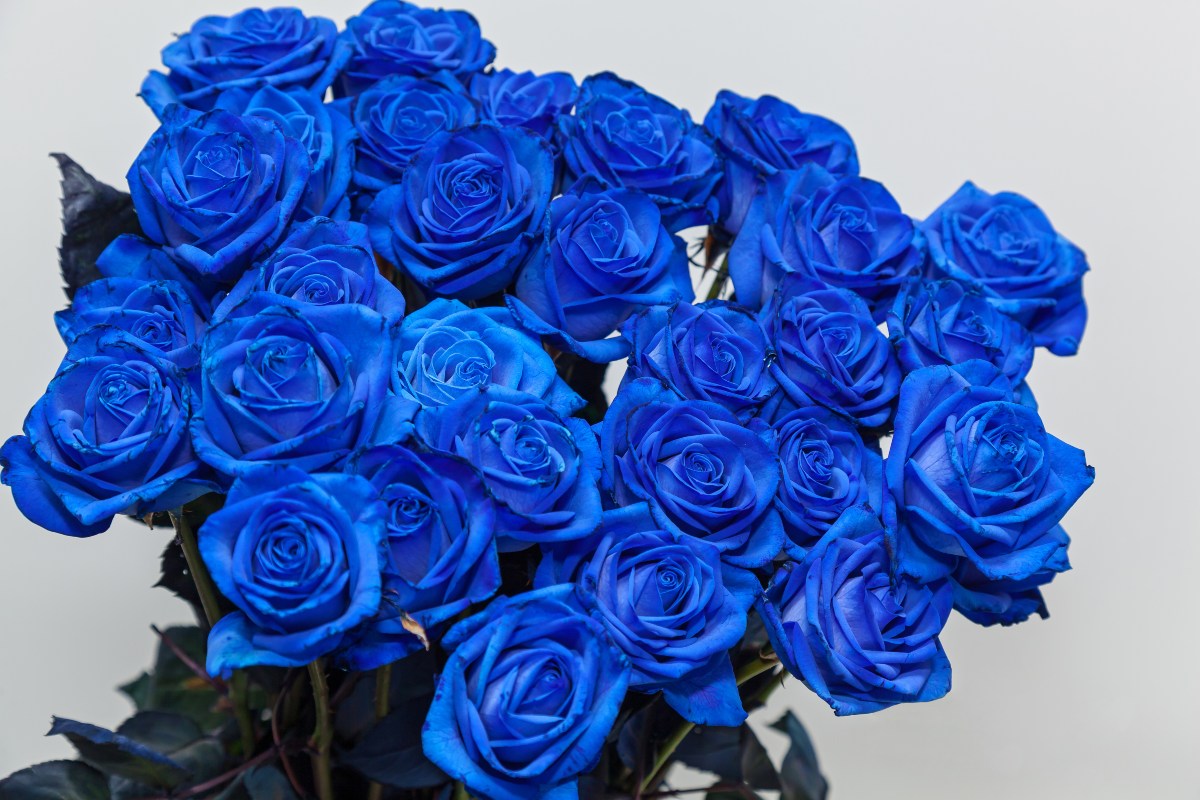 rose blu