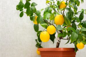 Piante di limone foglie