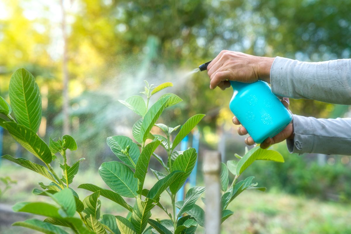 Afidi nell'orto soluzioni naturali