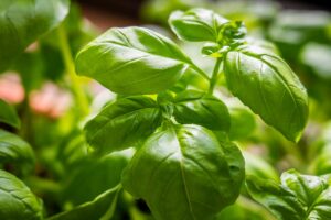 come coltivare il basilico