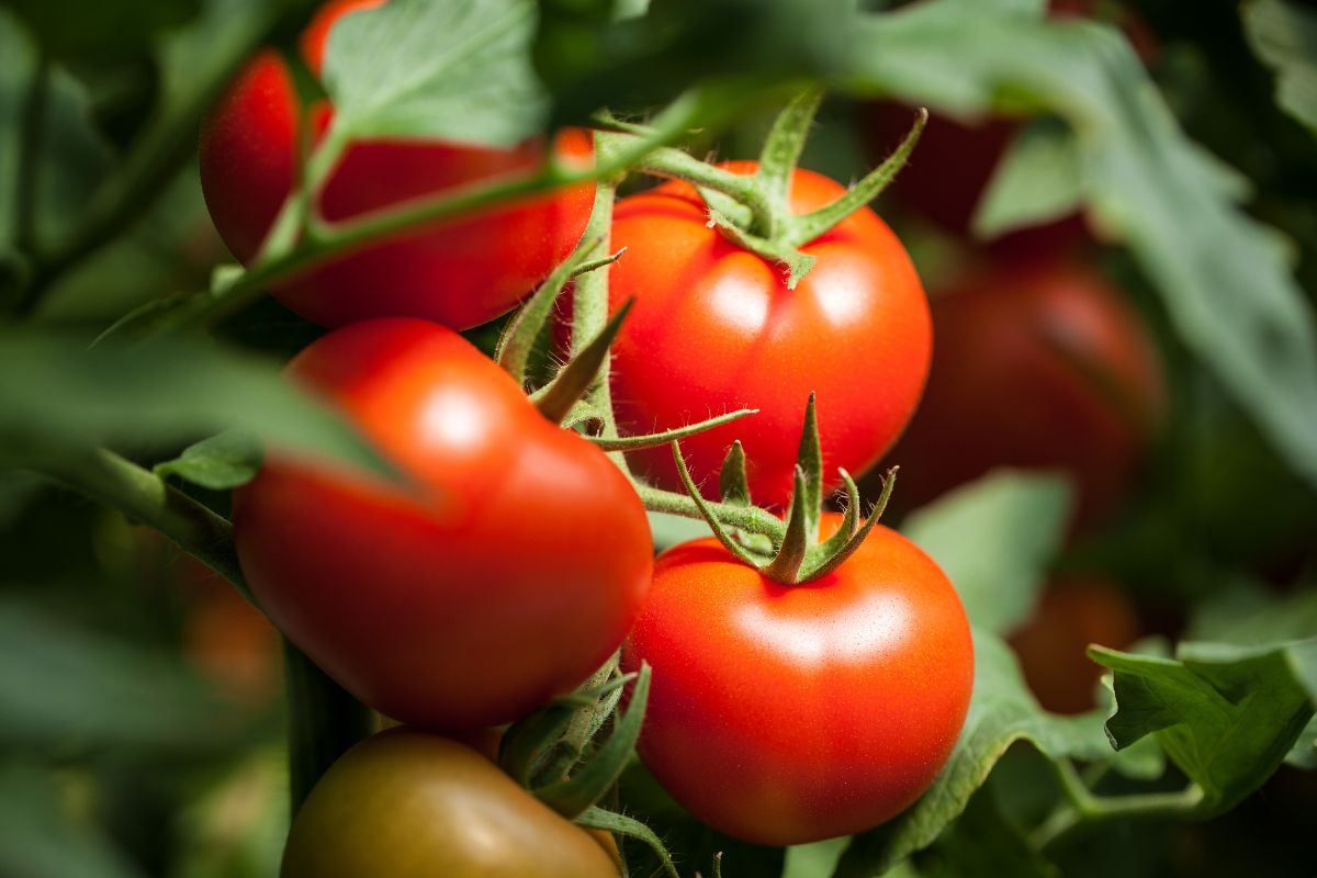 pomodori rossi