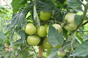 pomodori non maturano