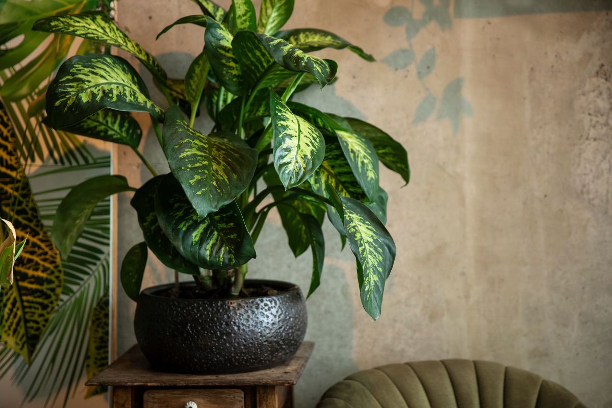 Dieffenbachia
