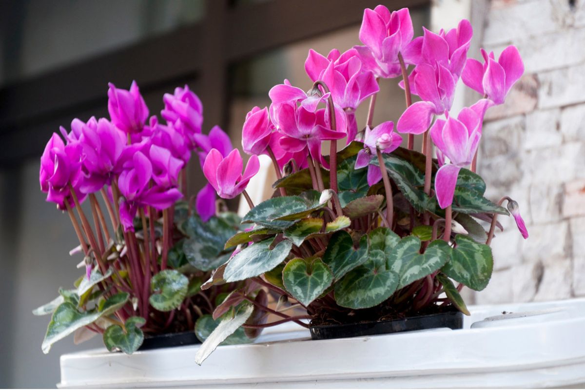 Come proteggere le piante sul balcone in autunno