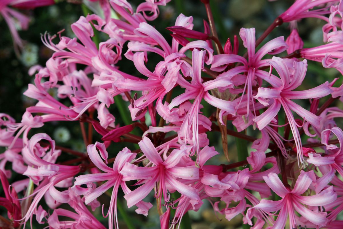 Piante che fioriscono a Ottobre