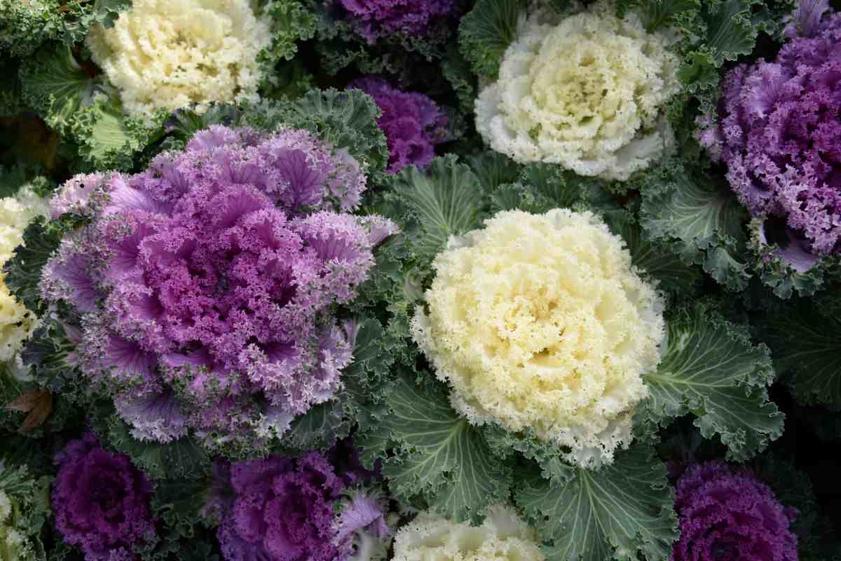 come curare il cavolo ornamentale in inverno