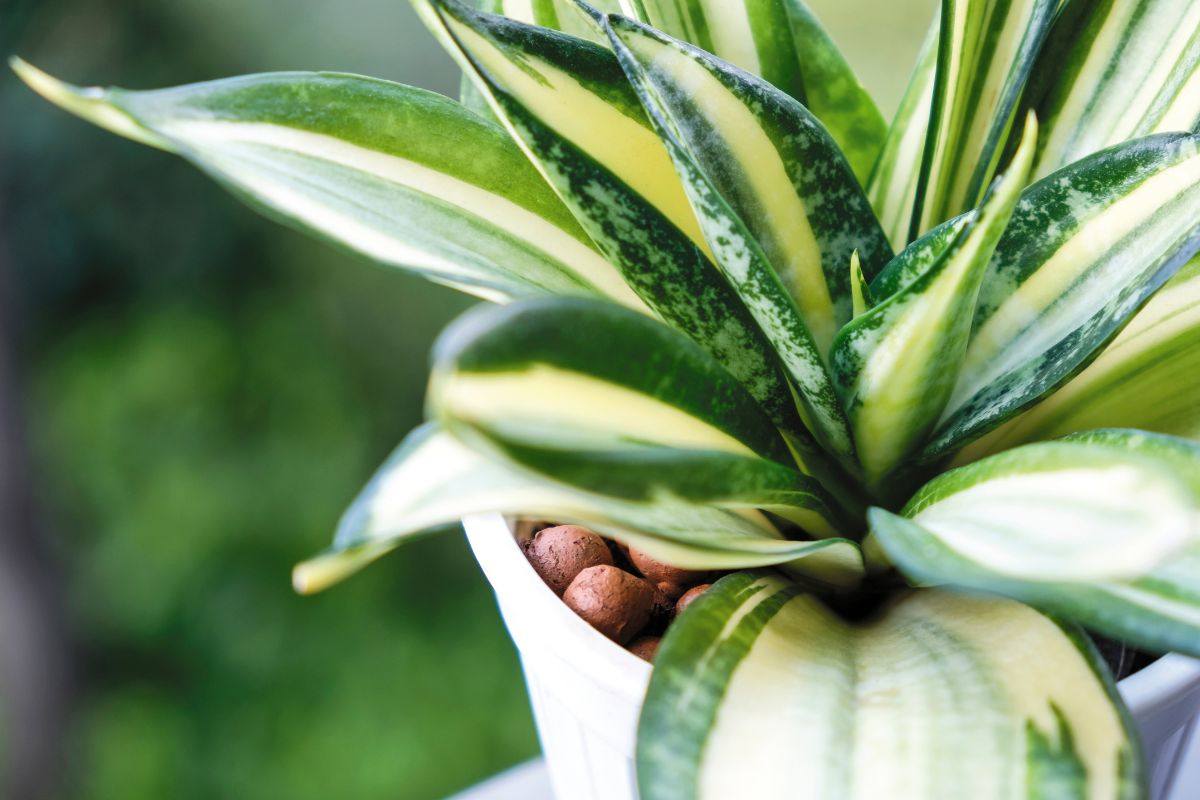 Come far crescere la sansevieria