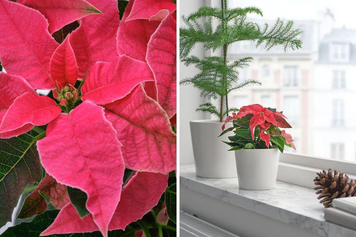 Decorare casa con la Stella di Natale POINSETTIA