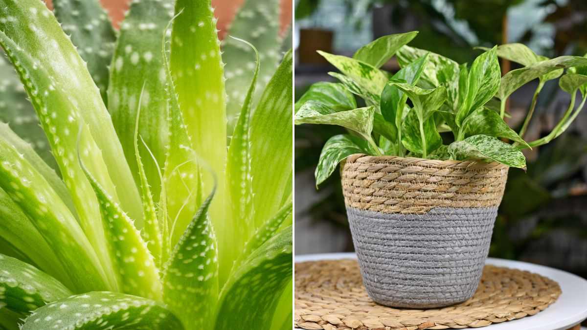 tra le piante anti umidità e odori ci sono aloe vera e pothos