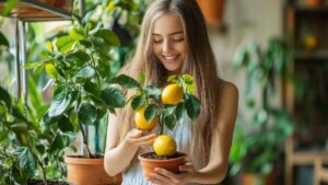 come coltivare il limone dal seme