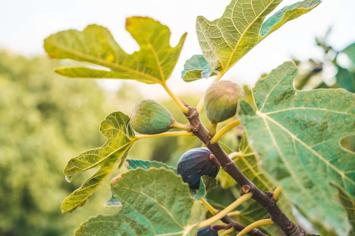 scopri come moltiplicare il fico