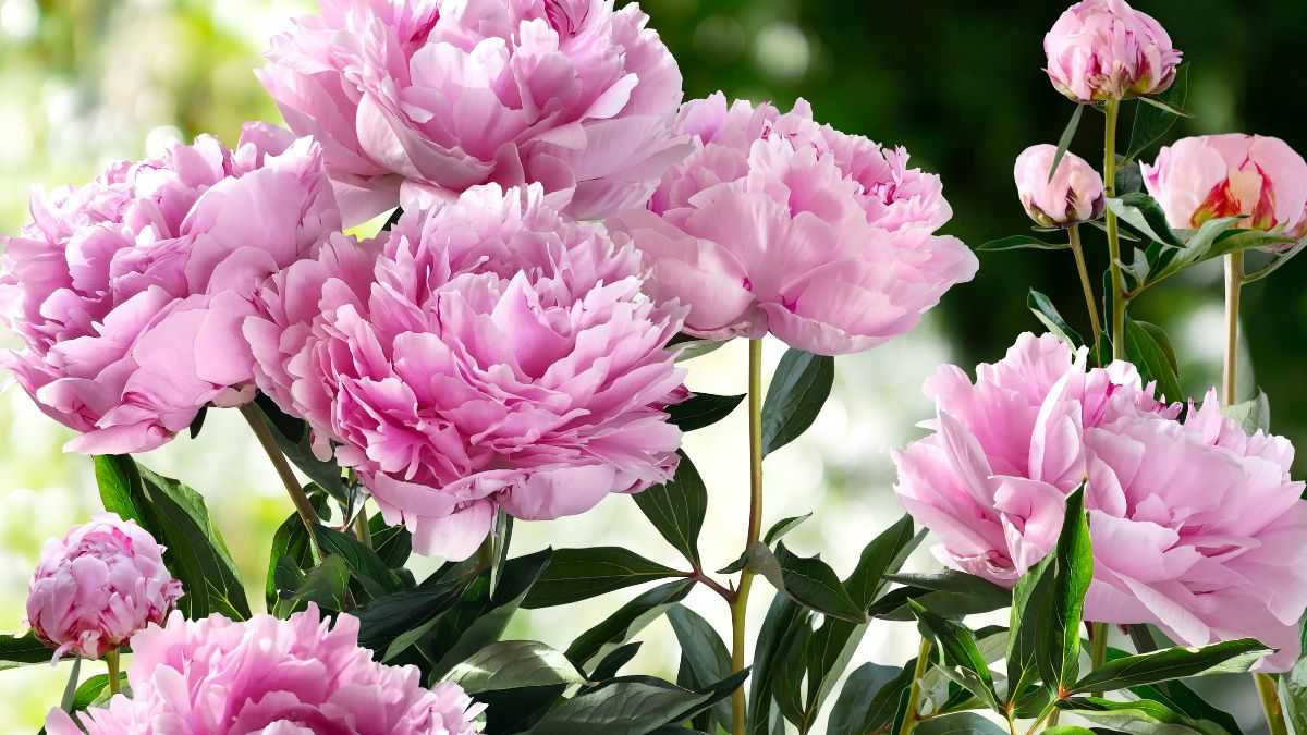 come curare al meglio le peonie