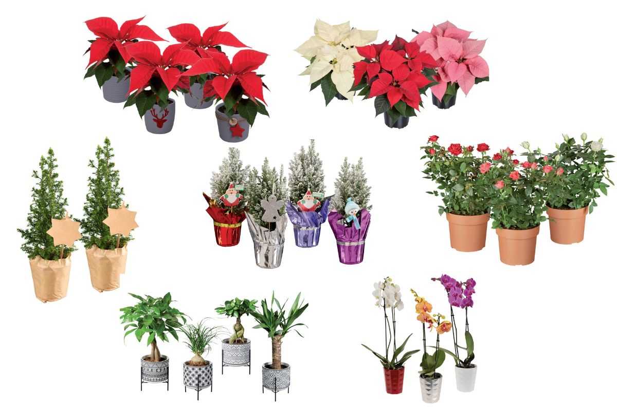 piante in offerta del weekend da Lidl