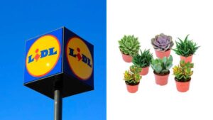 scopri le offerte di lidl sulle piante