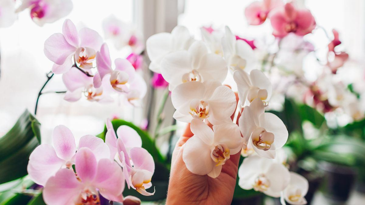 cura dell'orchidea