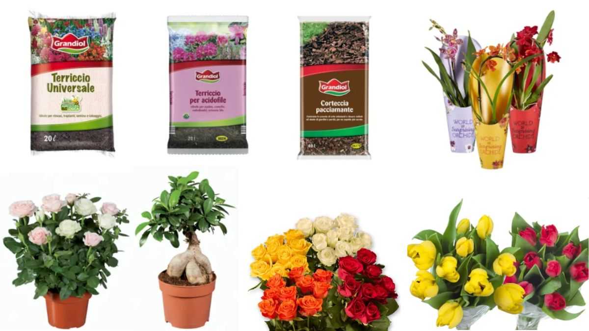 perché approfittare di queste offerte Lidl