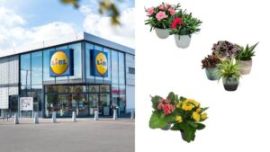 scopri le offerte della settimana sulle piante Lidl