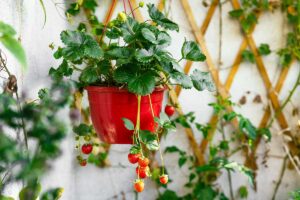 Coltivare fragole in casa