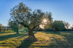 Concime per olivo