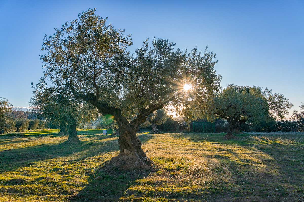 Concime per olivo