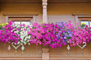 fiori a cascata per balcone in primavera