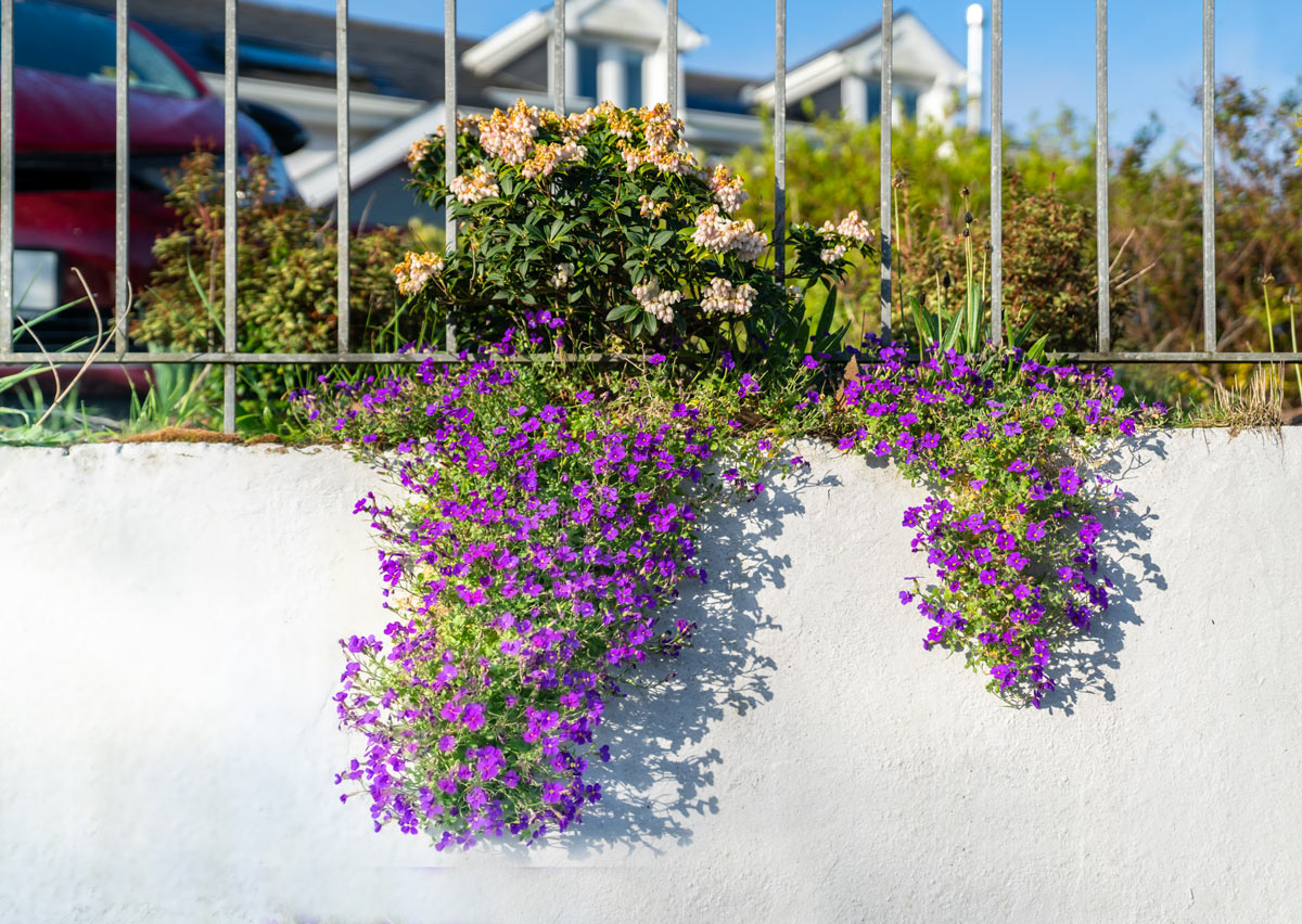 Lobelia pendula