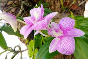 Orchidee da balcone e giardino