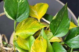Pothos con foglie gialle