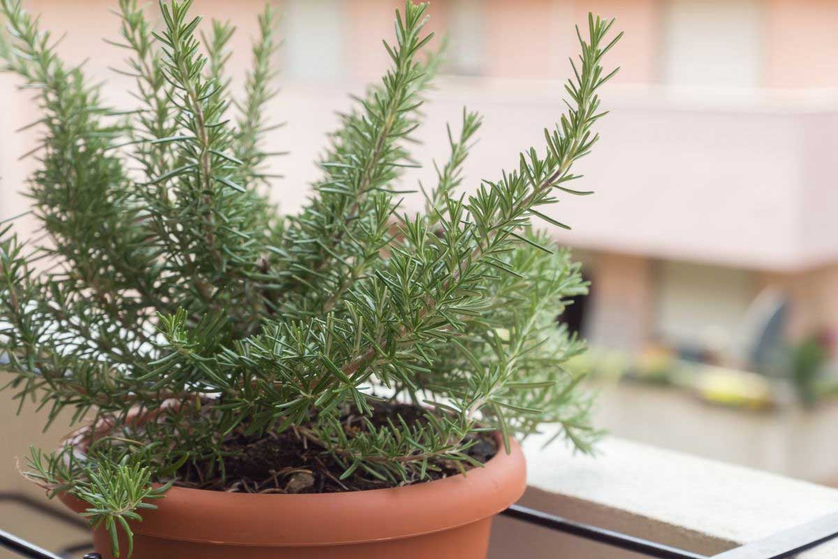 rosmarino in vaso sul balcone