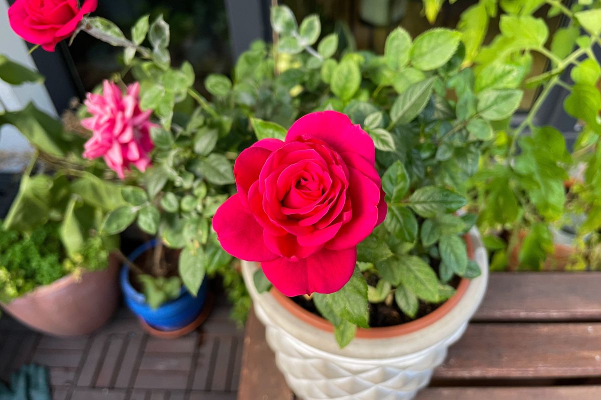 rose in vaso