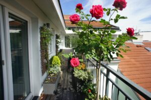 come coltivare rose sul balcone