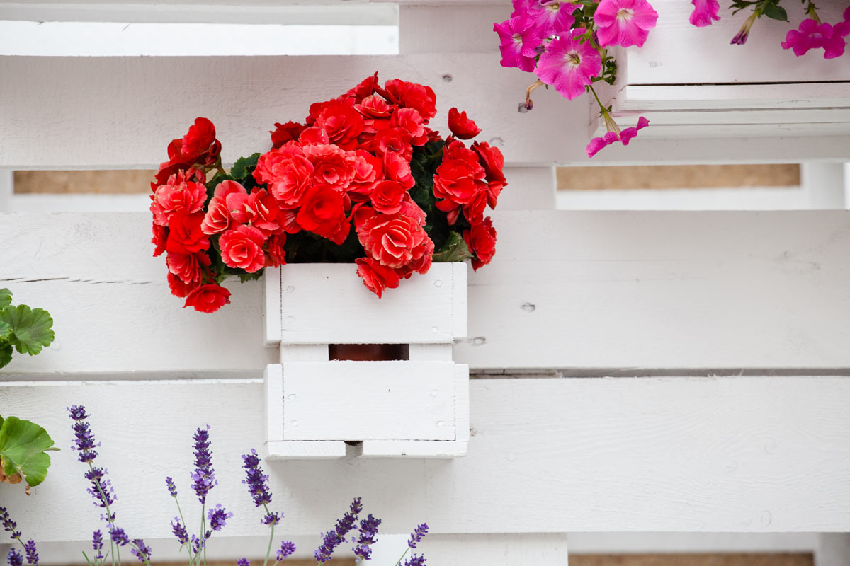 cassette di legno giardino shabby