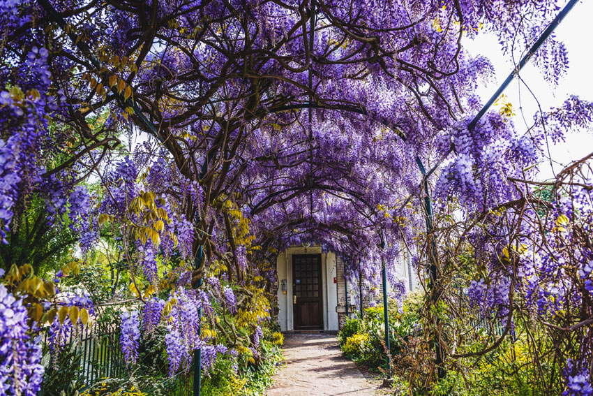 arco da giardino con glicine rampicante
