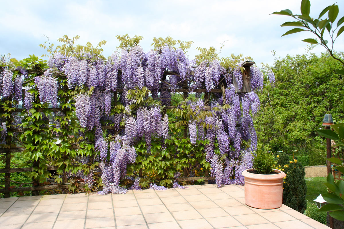 glicine in giardino