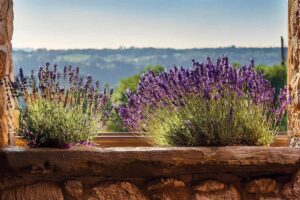 Lavanda sul balcone
