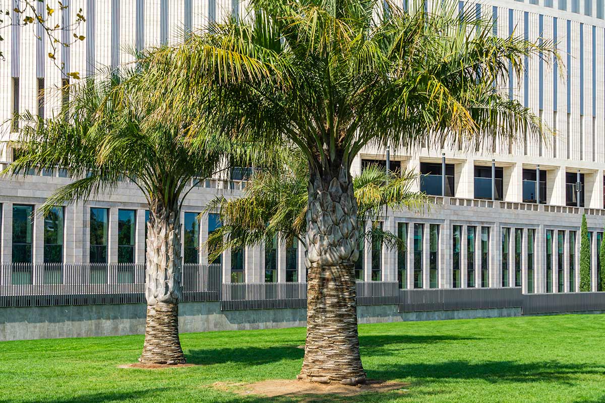 Jubaea chilensis, palma adatta per il nord Italia