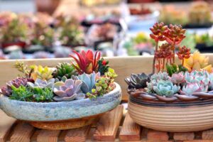 errori comuni ma fatali per le succulente da interno