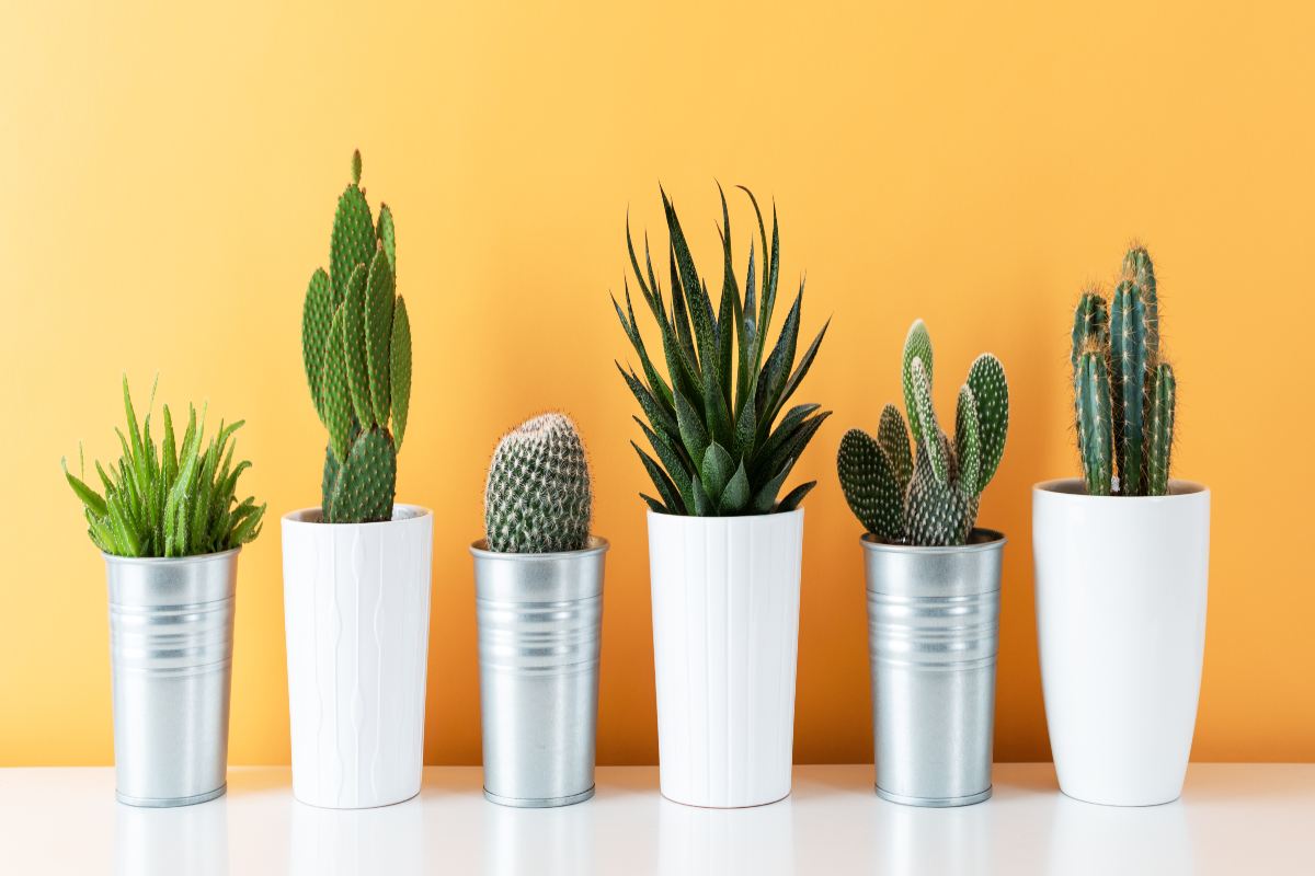 piantine succulente in vaso